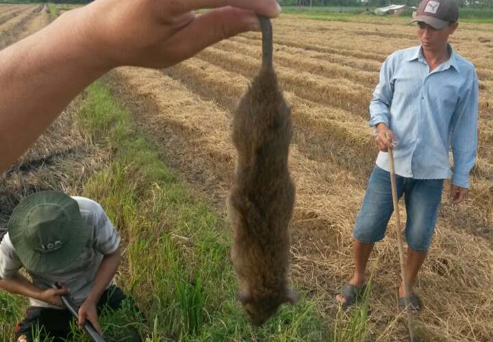 Rat being dangled in camera after being hunted