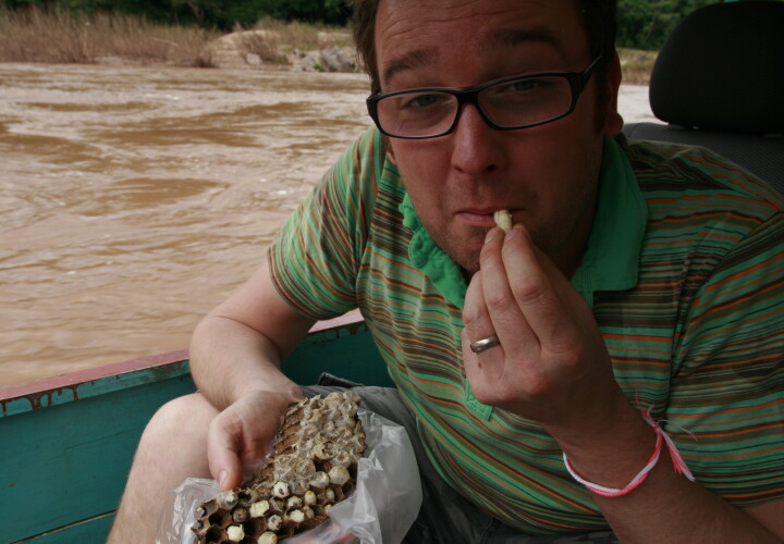 Man puts a wasp larvae into his mouth