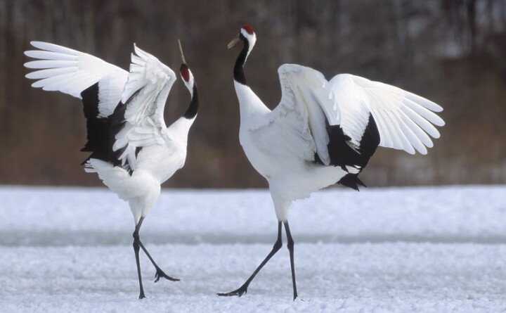 Kushiro-Shitsugen National Park