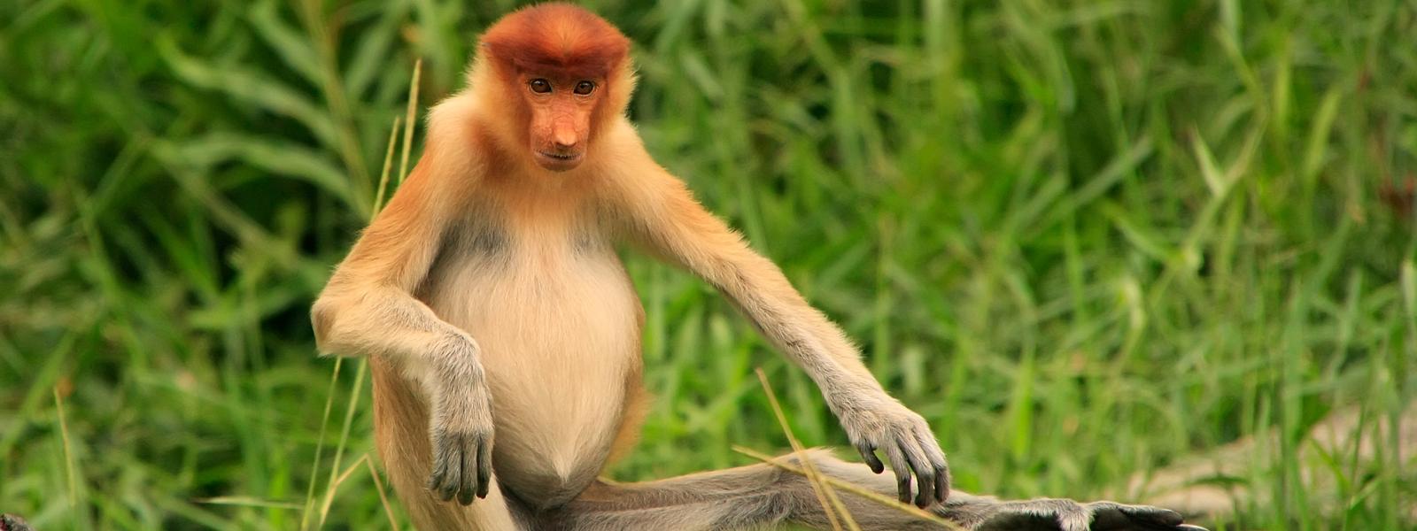 Borneo family holidays