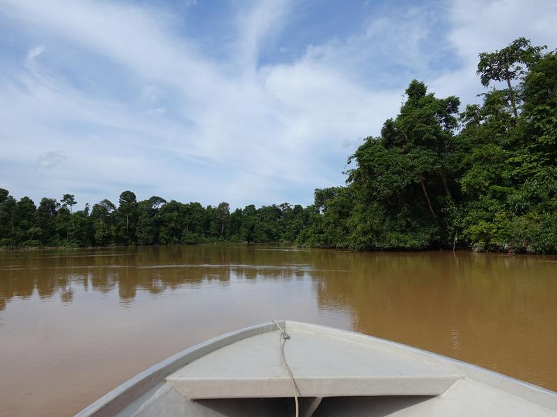 Kinabatangan boat