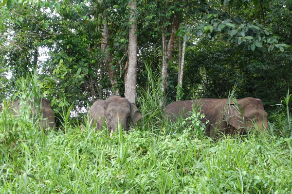 Thungyai-Huai Kha Khaeng wildlife sanctuaries, Thailand