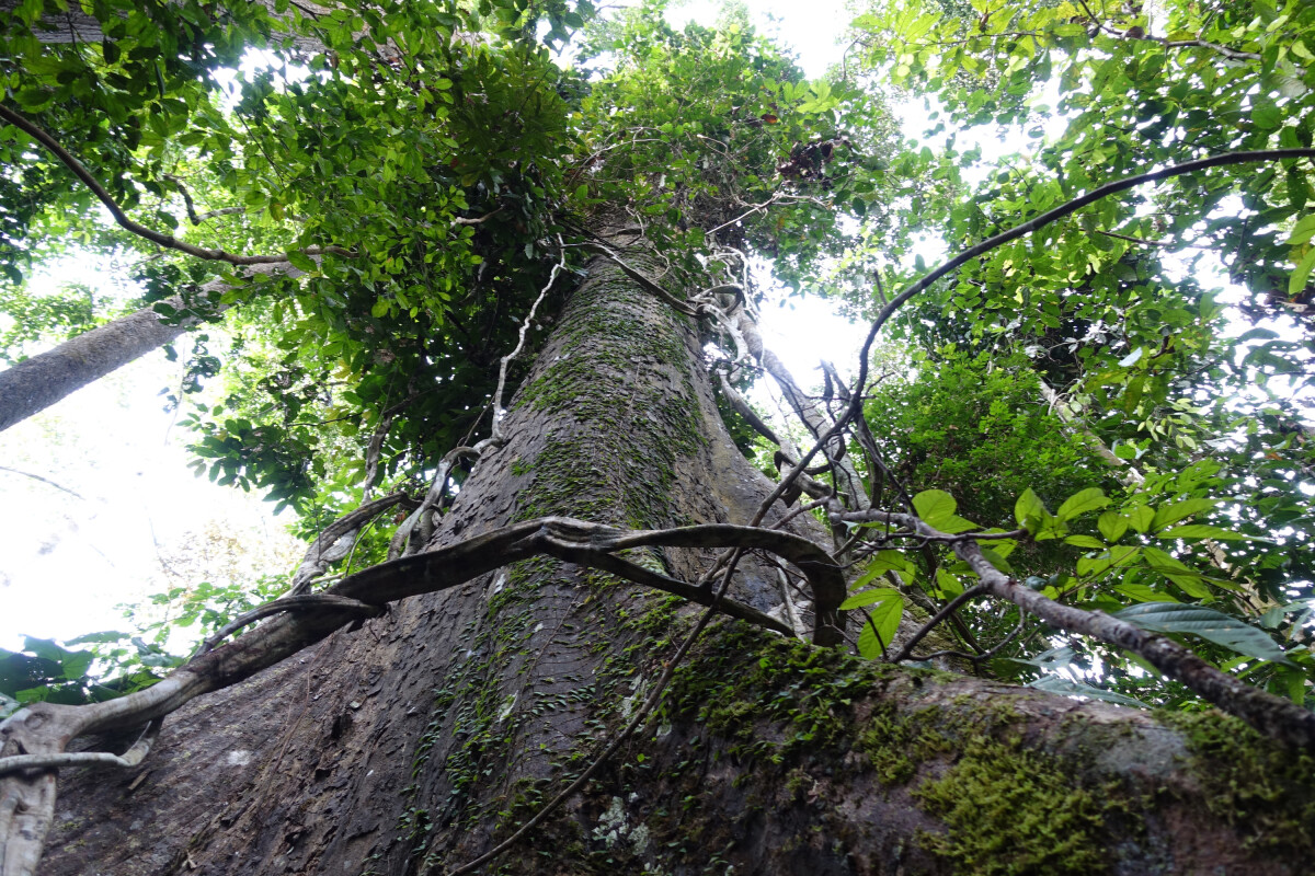 Borneo rainforest tree