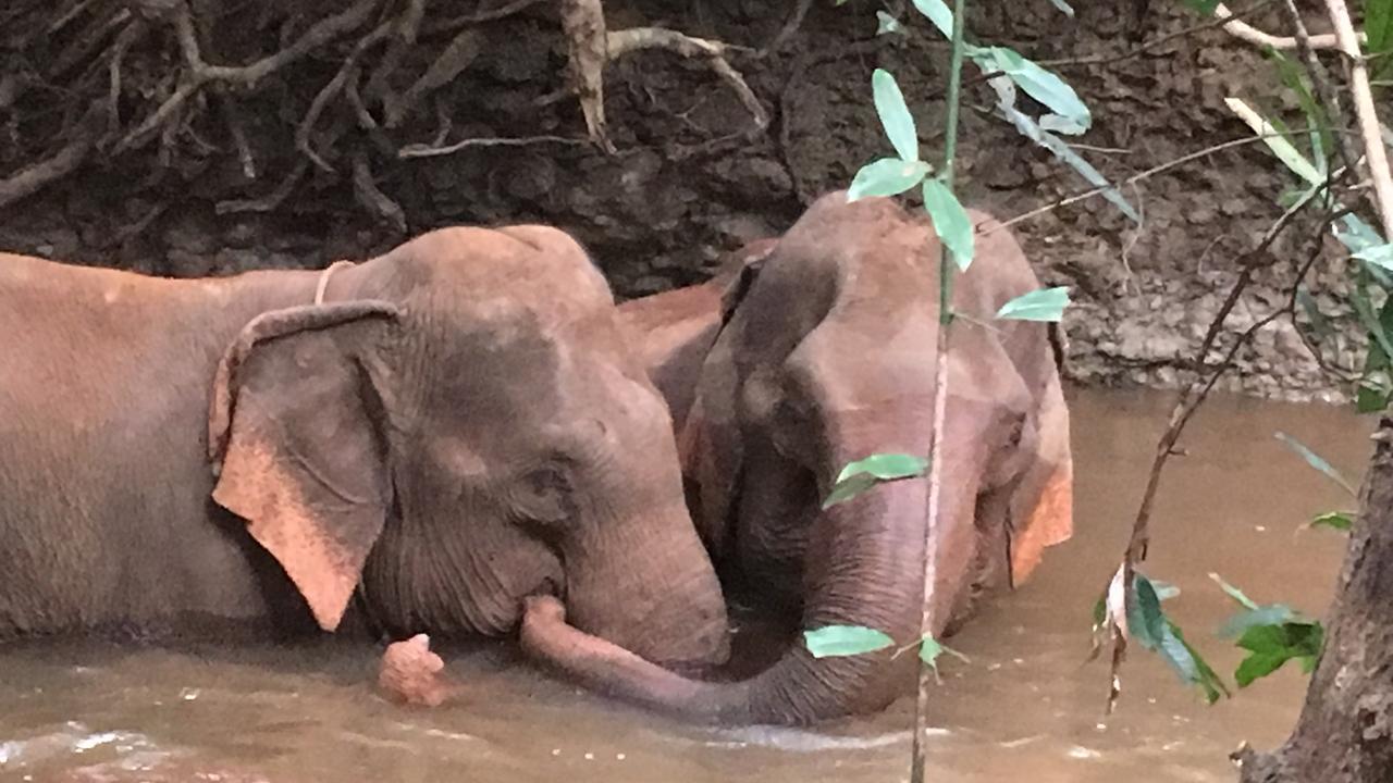 Mondulkiri elephant in the wild