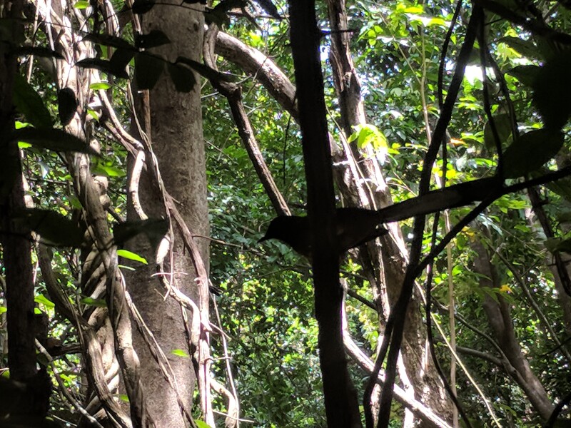 Free the Bears, Phnom Tamao Wildlife Rescue Centre, Cambodia
