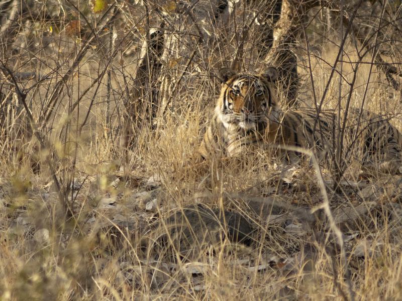 Tiger in India