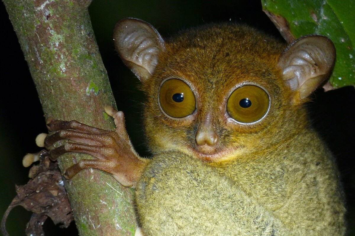Bornean Tarsier
