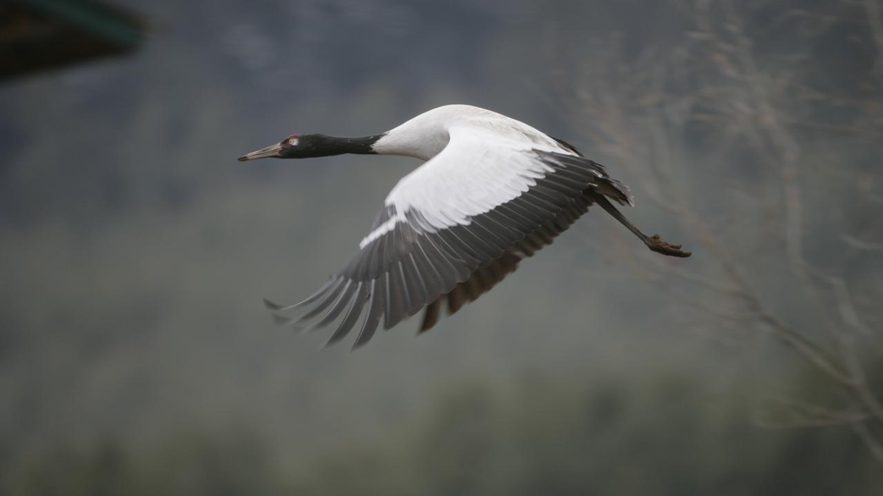 Black necked cranes in Bhutan