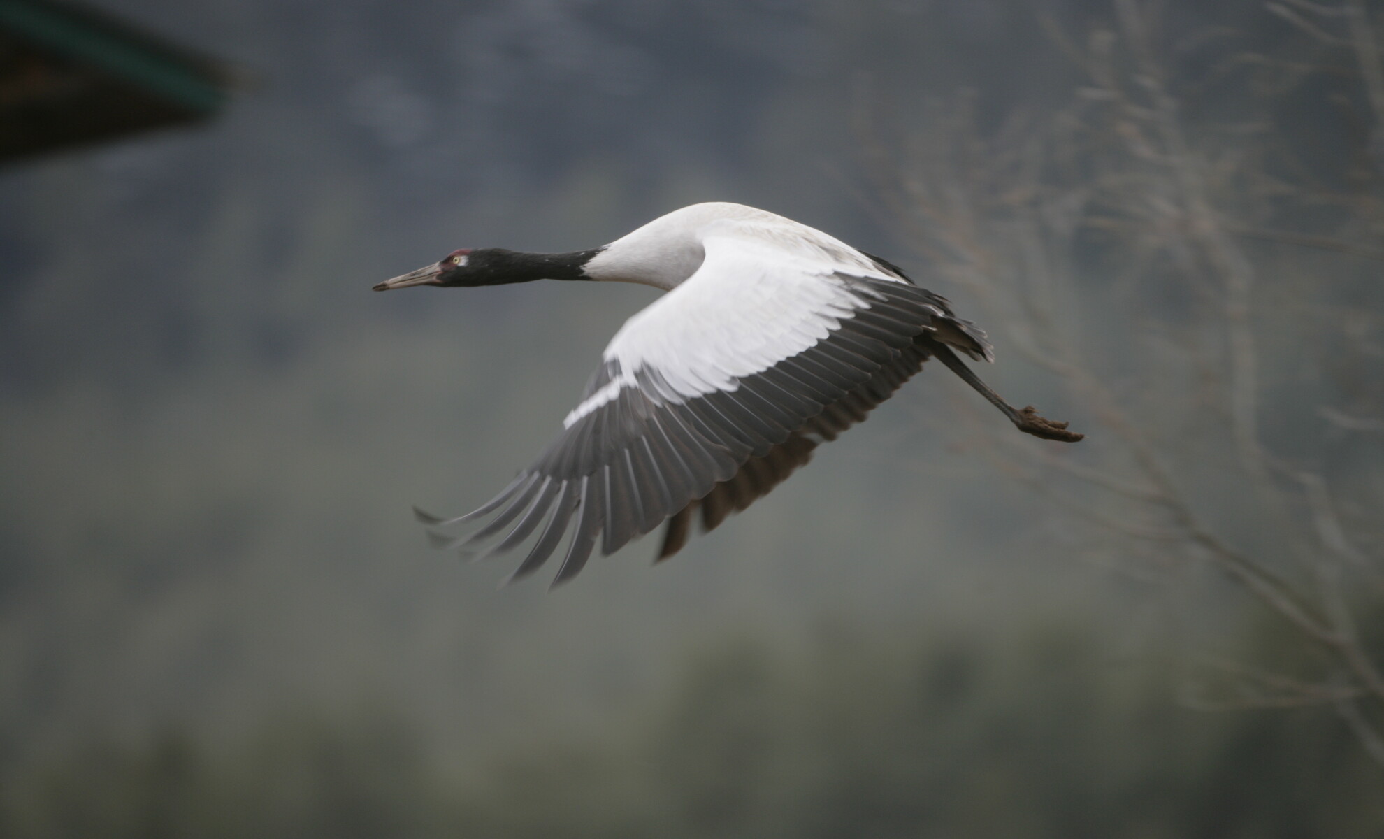 Bhutan birding holidays