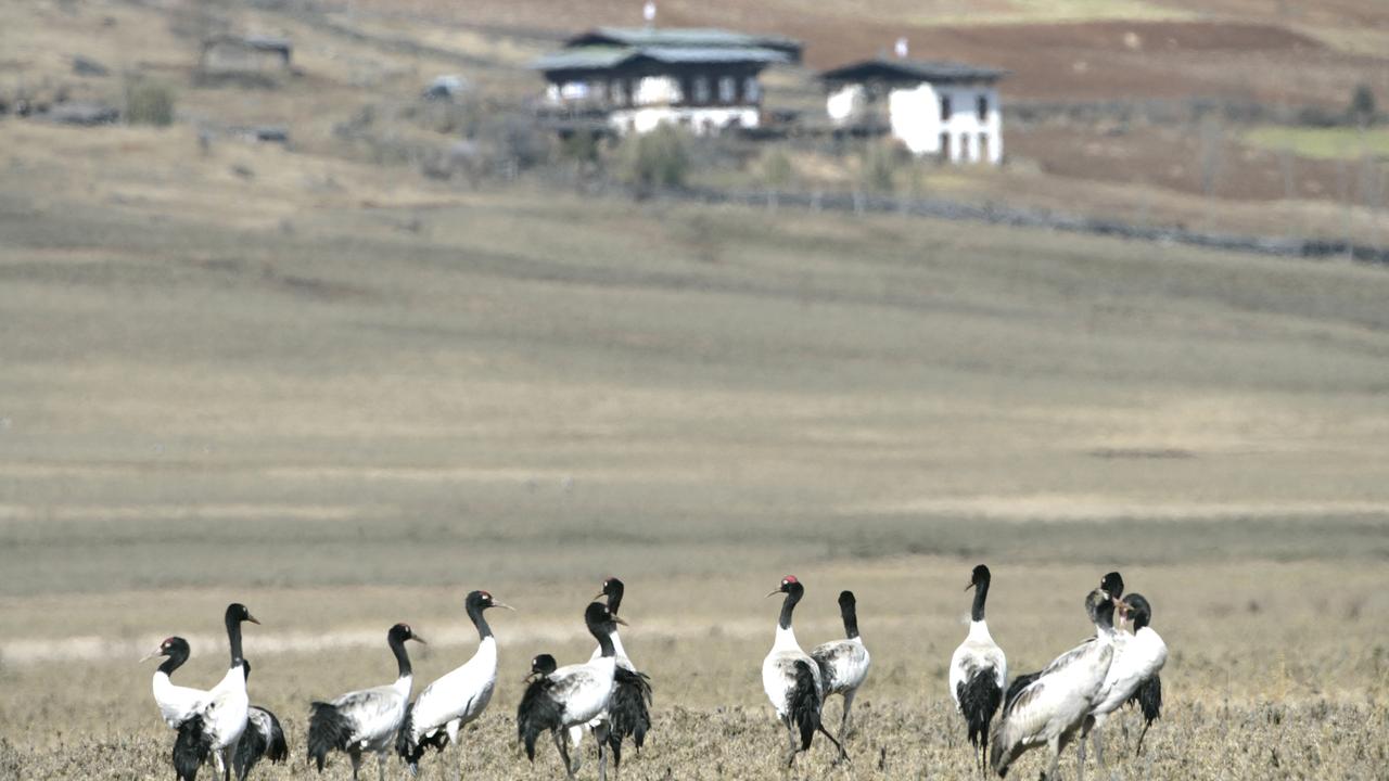 Black necked cranes in bhutan