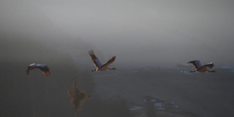 Black-Necked Crane Festival. 11 Nov 2019