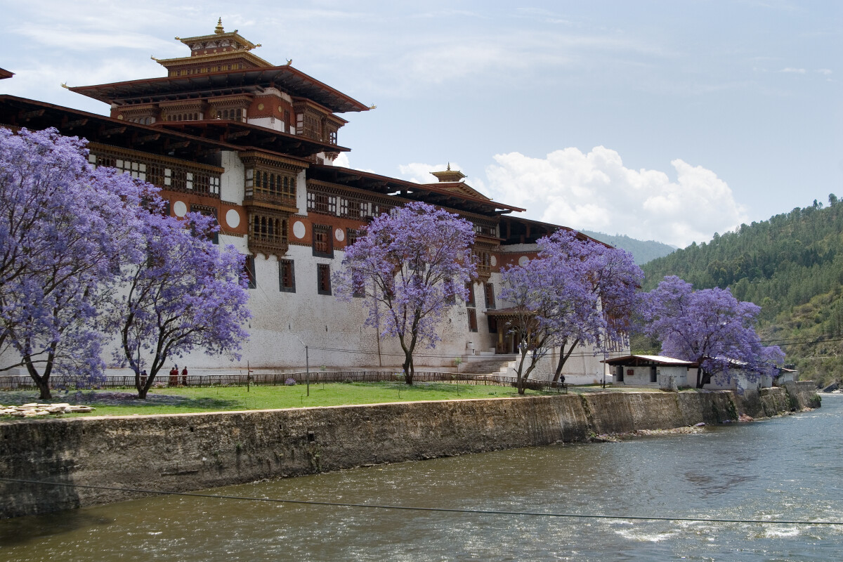 Flowers erupt across Bhutan in springtime