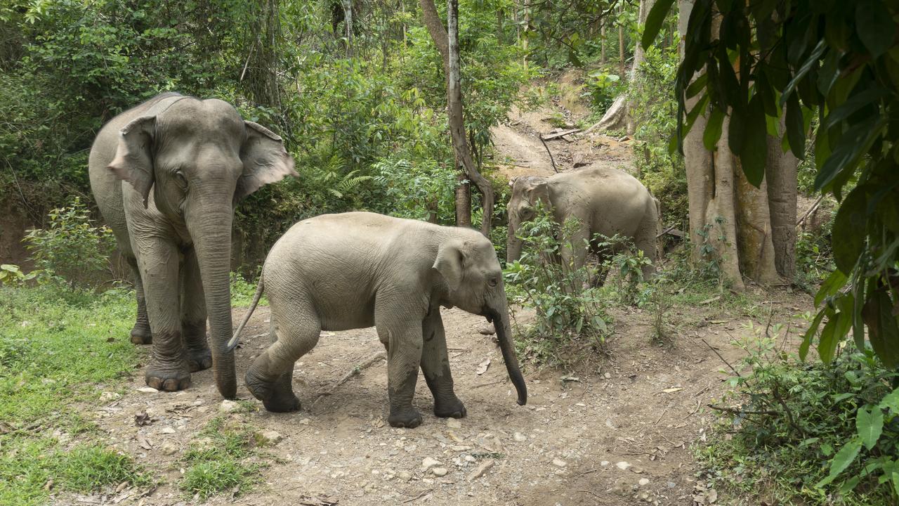 Elephants