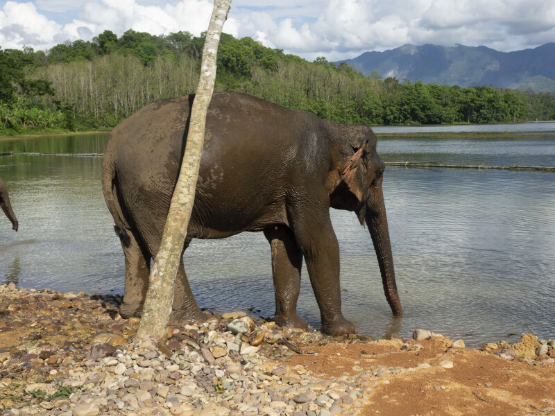 Elephant Conservation Centre, Sayaboury, Laos