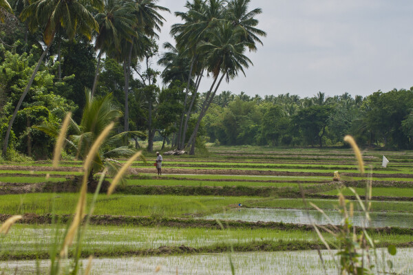 Banyan Camp, Udawalawe
