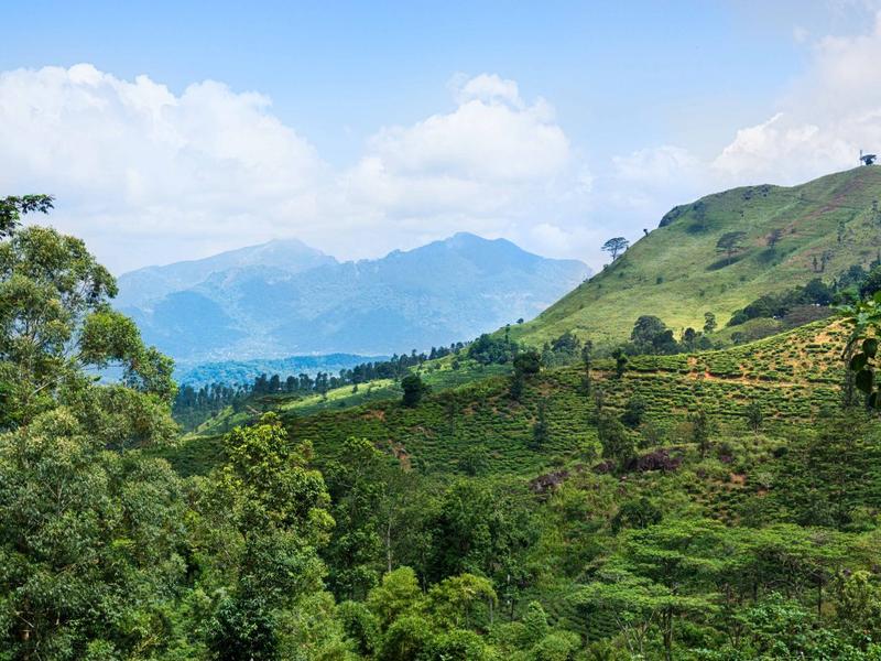 Tea country in Sri Lanka