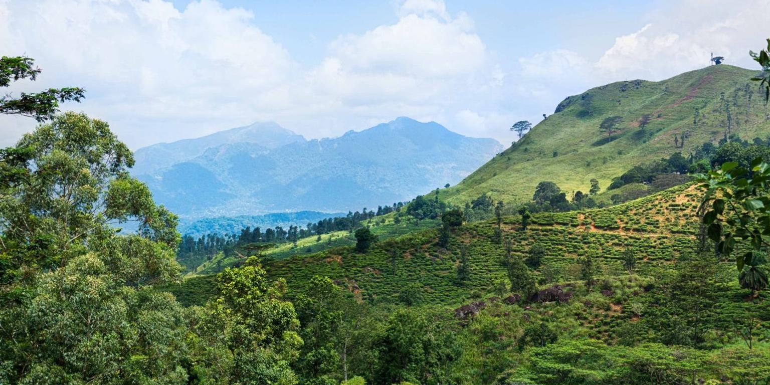 Tea country in Sri Lanka