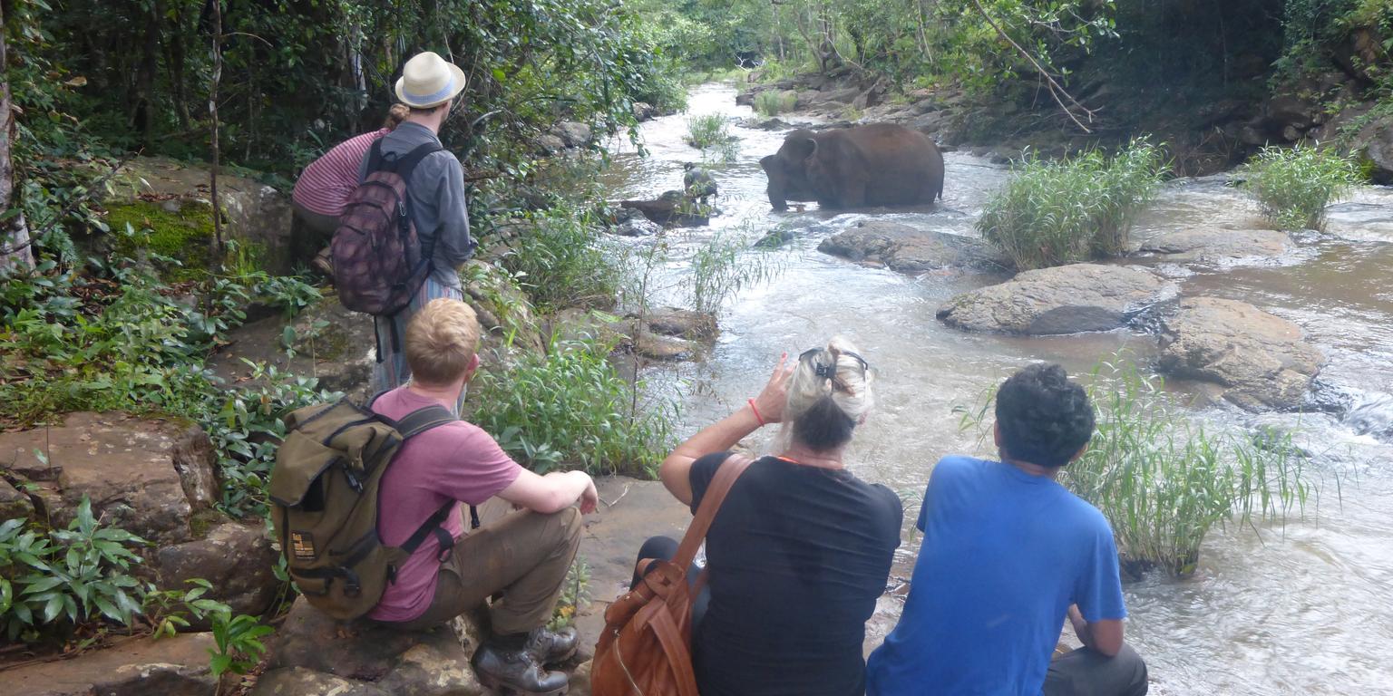 people watching elephants from a safe distance