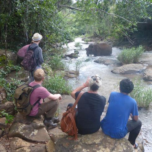 people watching elephants from a safe distance
