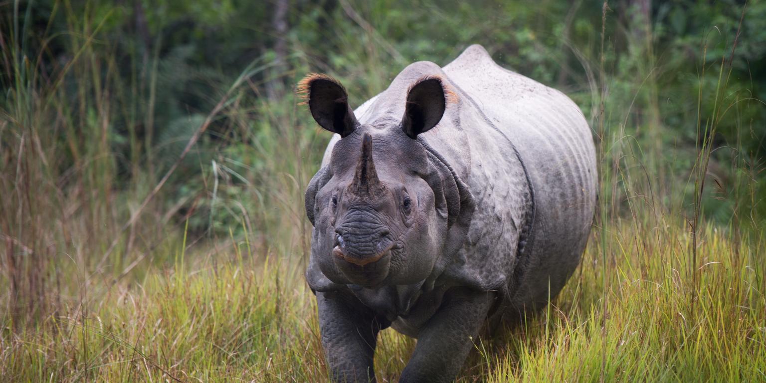 Rhino in Nepal