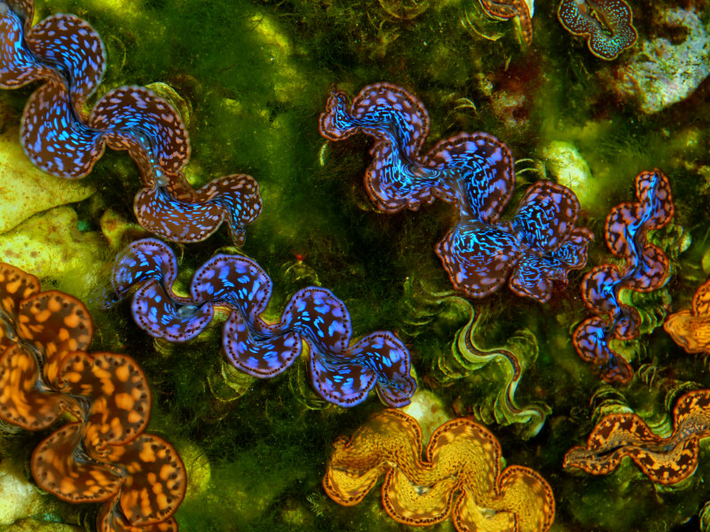 Gayana Marine Resort, Borneo