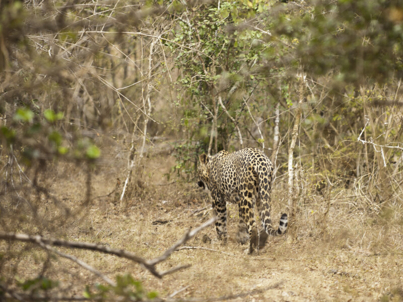 Gal Oya Lodge, Sri Lanka