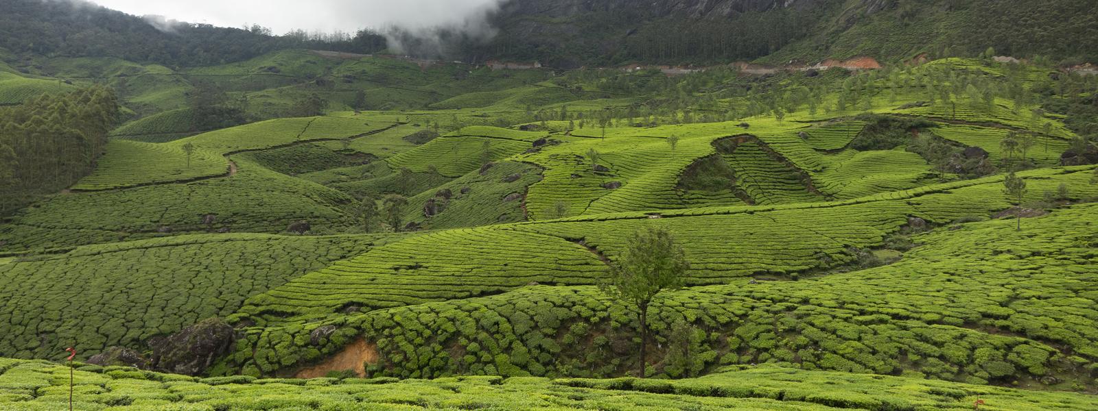 Kerala hills