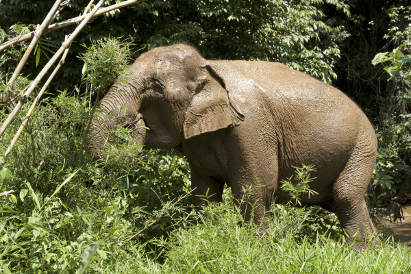 From elephants to coffee in Mondulkiri