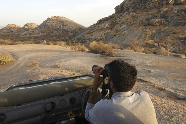 Jawai leopard spotting