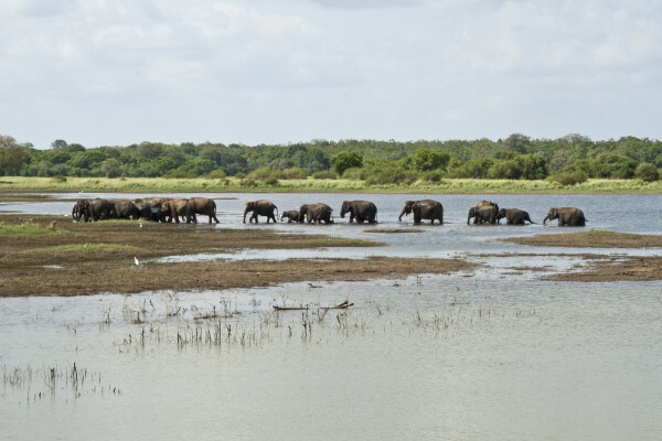 Island-hopping safari - Gal Oya National Park, Sri Lanka