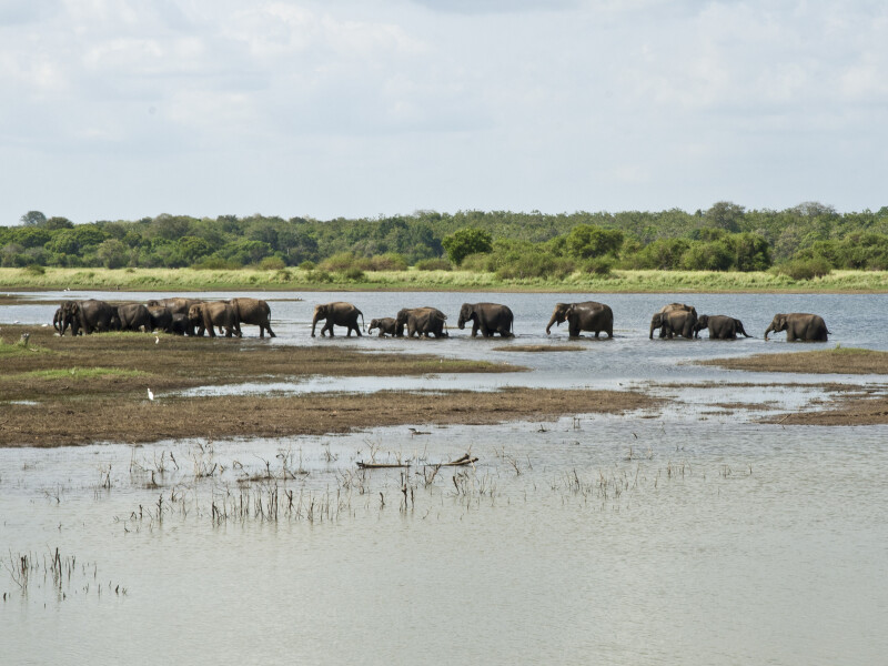 Elephant Transit Home, Sri Lanka