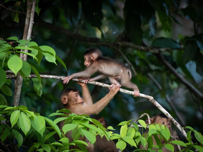Monkeys playing on a branch