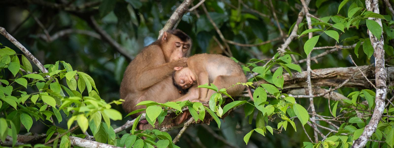 Monkeys by the Kinabatangan river