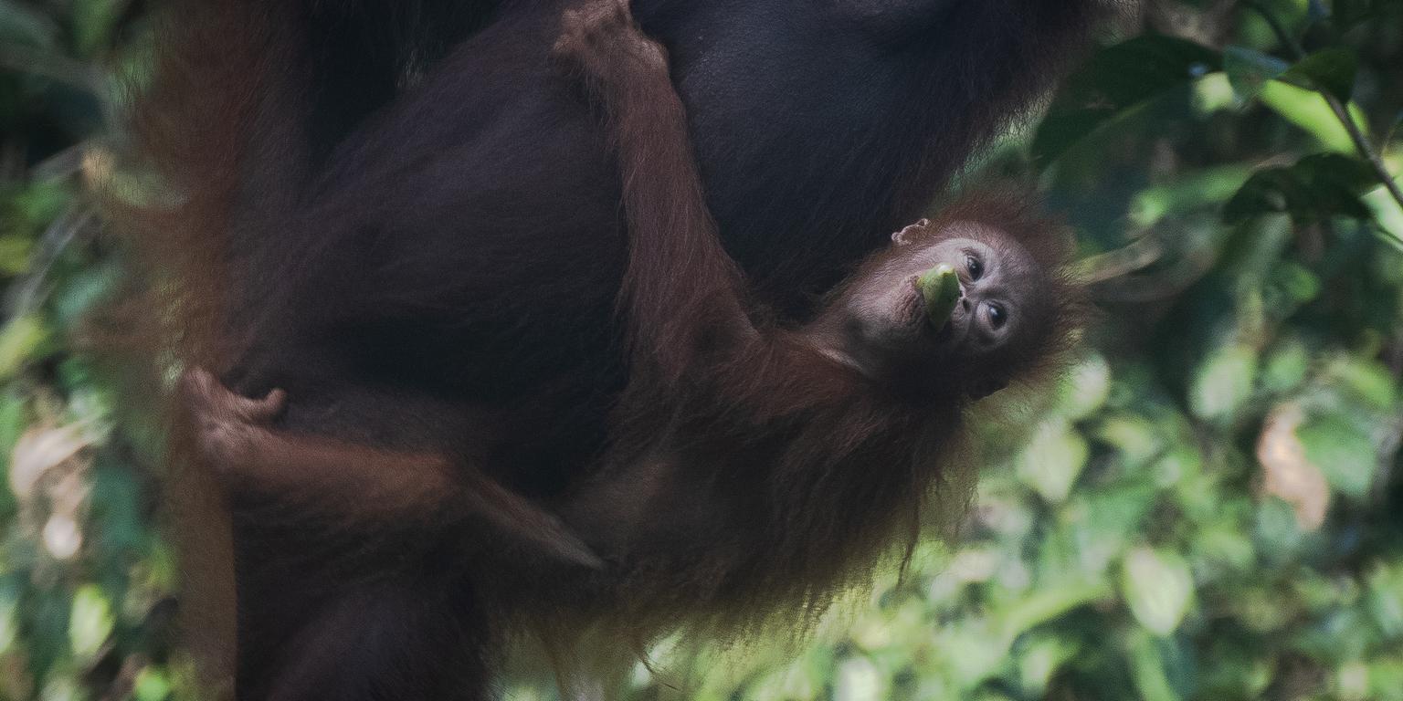 Baby orangutan