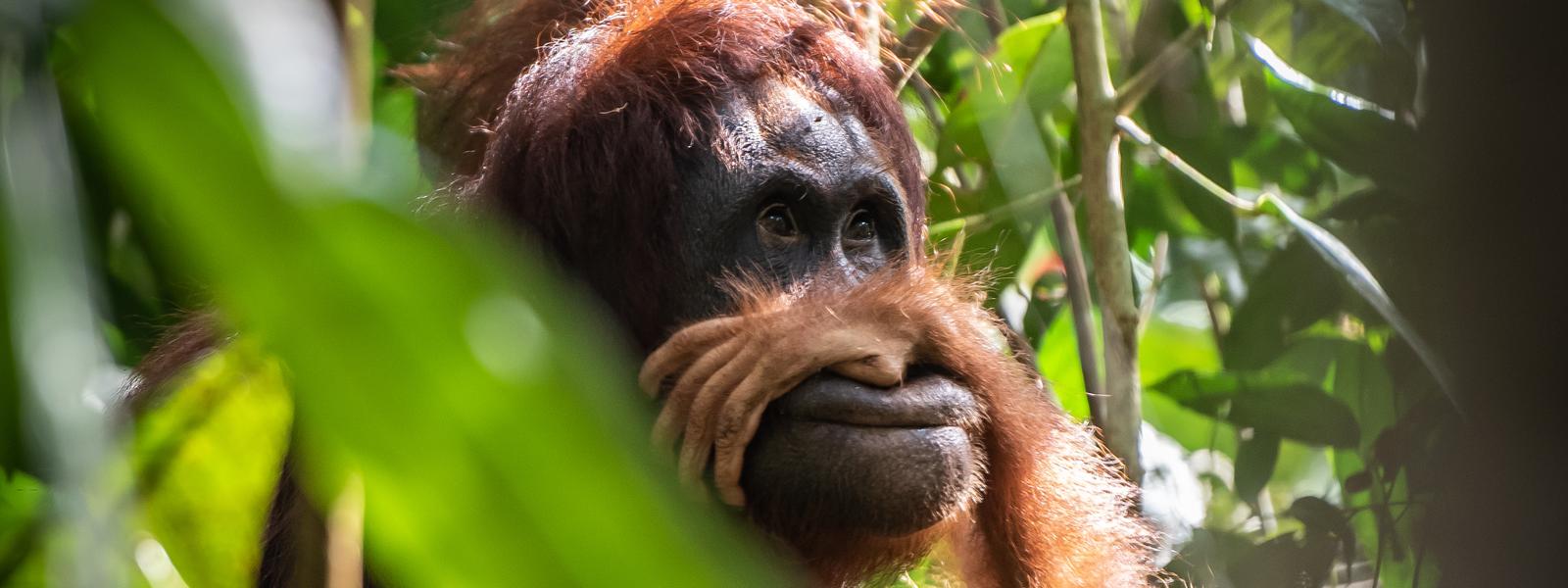 Danum valley orangutan