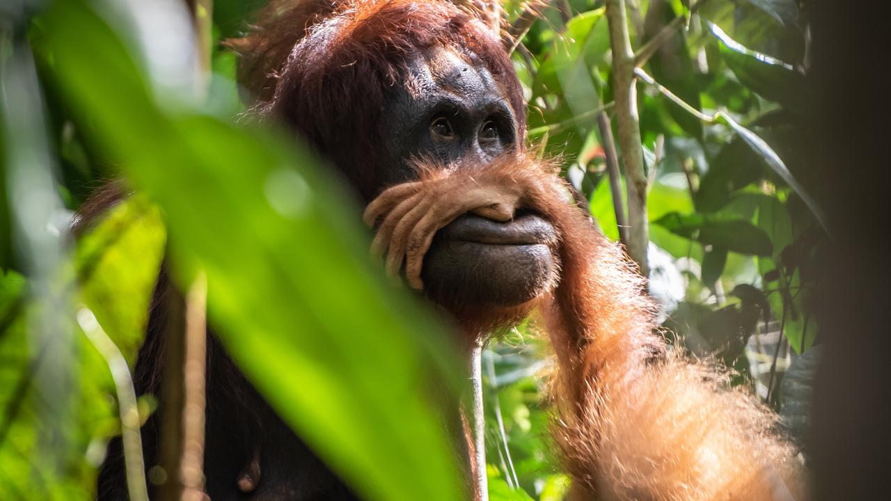 Borneo orangutan