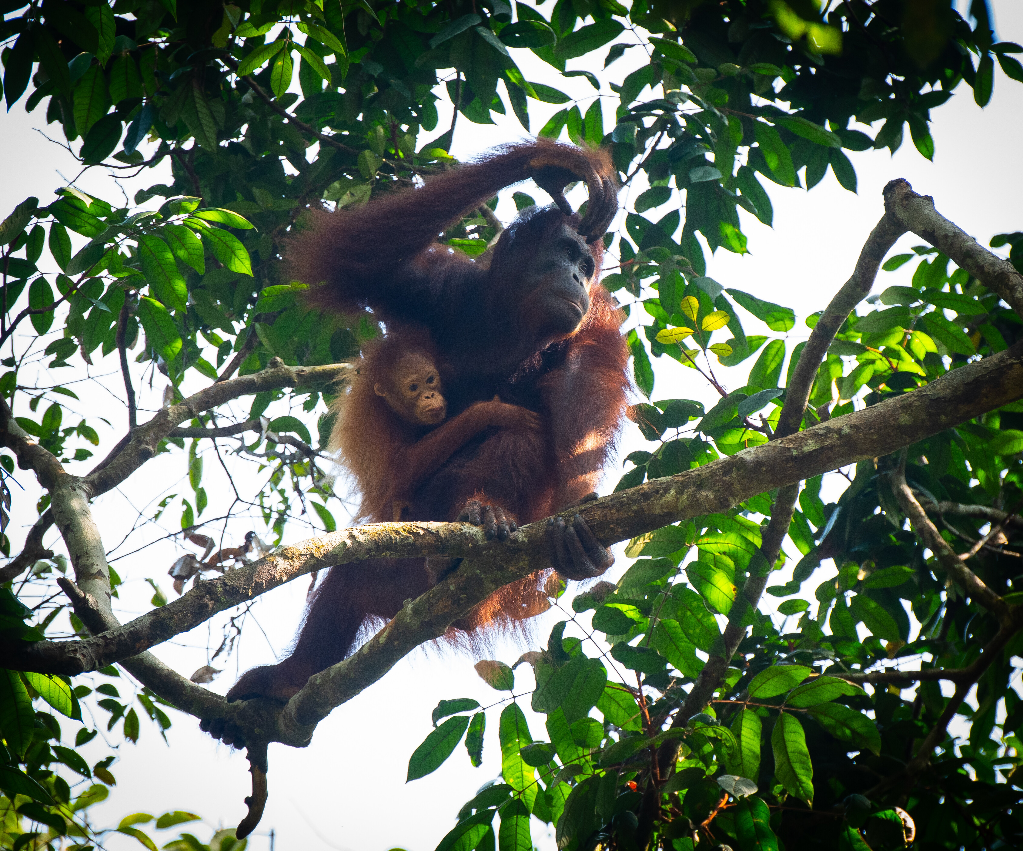 Borneo and maldives holidays