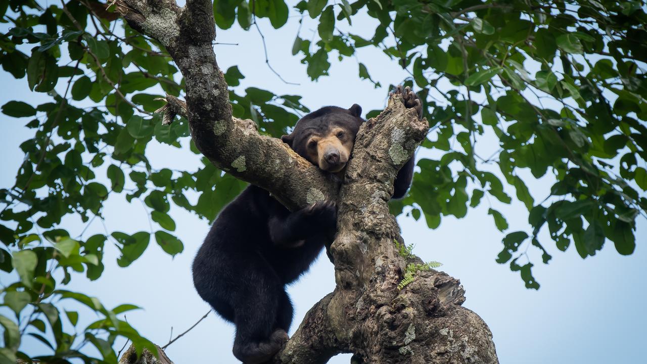 Spotting sun bears