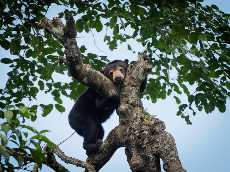 Sun bear, Borneo