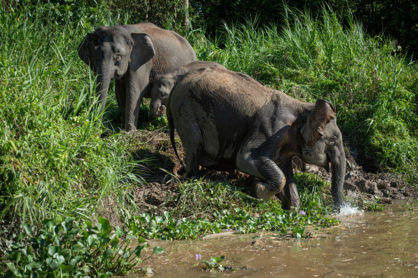 Kinabatangan River