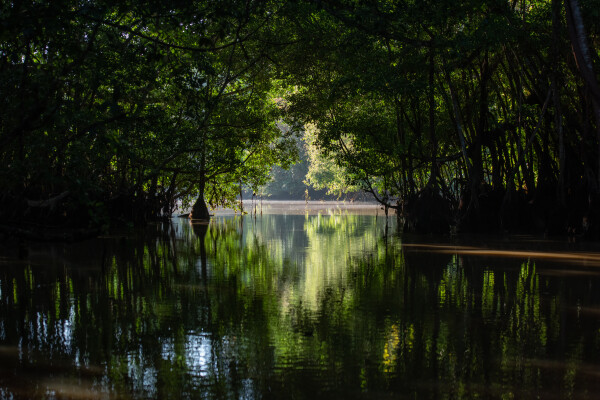 Kinabatangan River, Malaysian Borneo