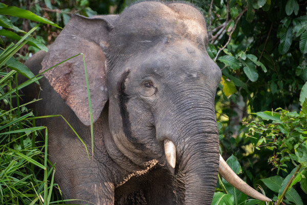 Wildlife-spotting on a Kinabatangan River boat trip