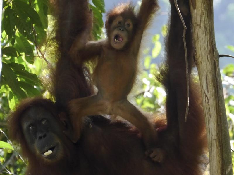 Orangutans, Sumatra
