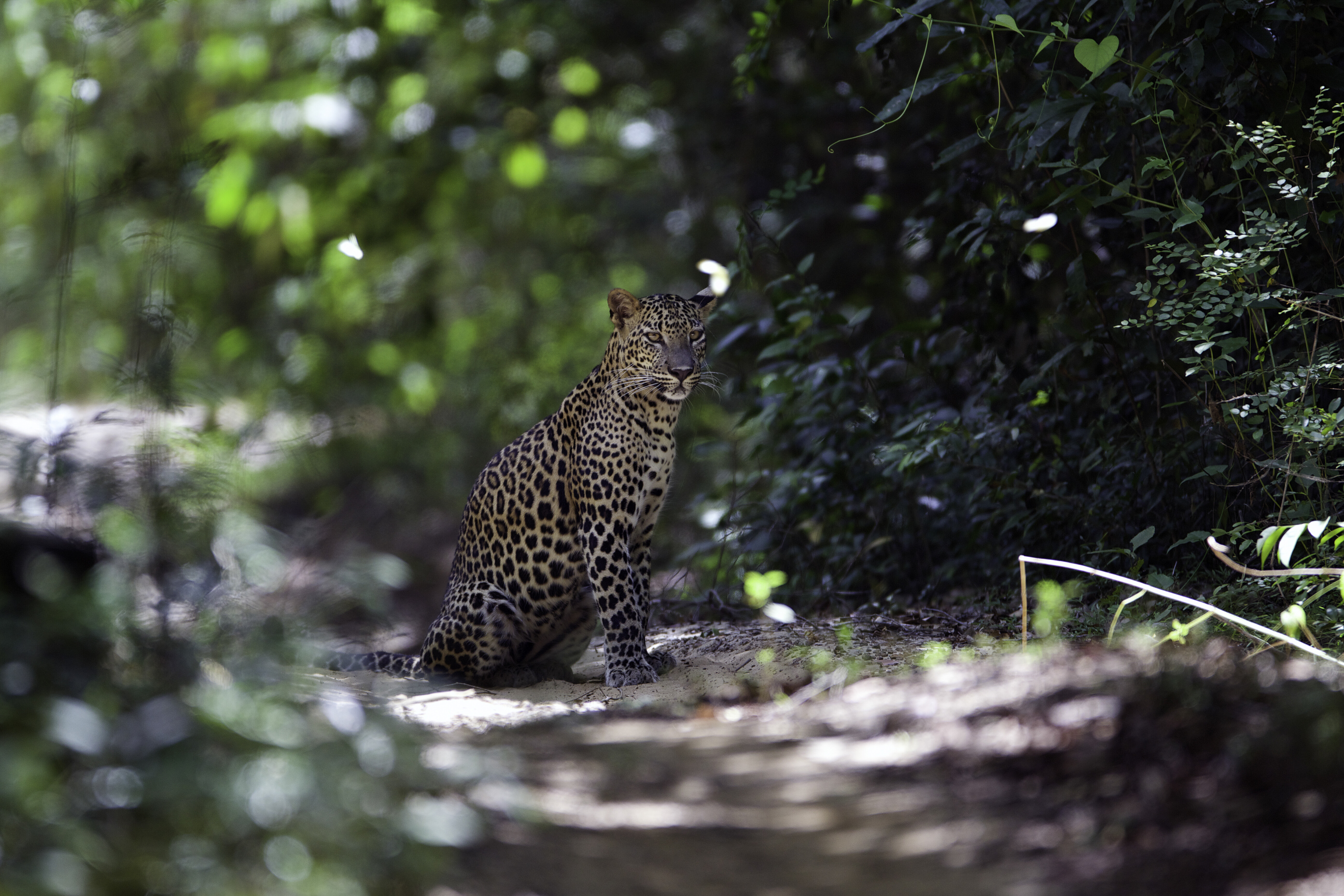 Sri Lanka and Maldives holidays