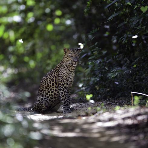 Leopard Trails