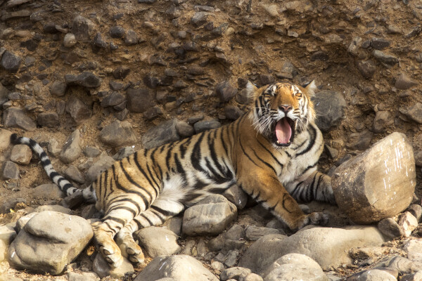 Tiger in Rajasthan