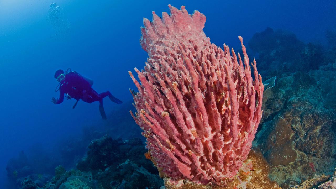 Snorkelling in Kura Kura resort