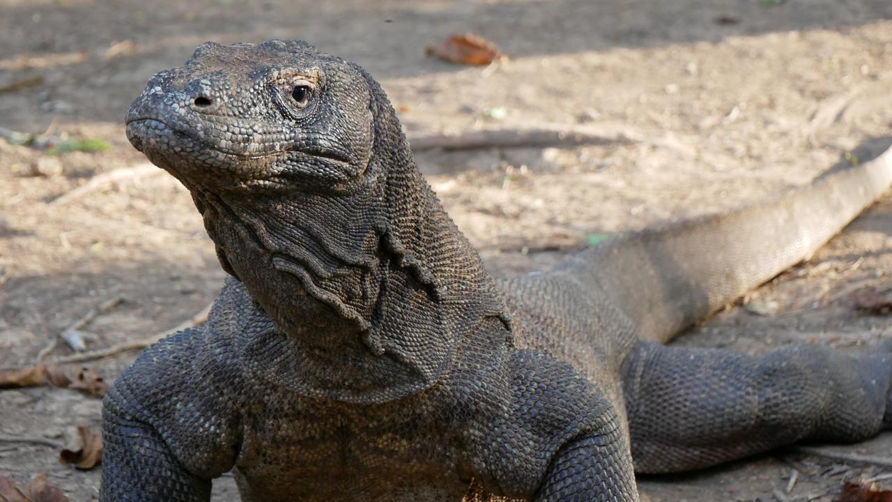 Komodo dragon Indonesia