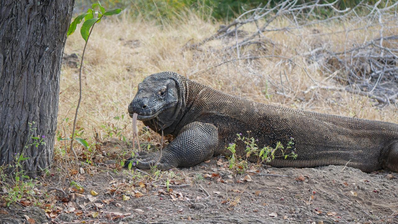 Komodo dragon