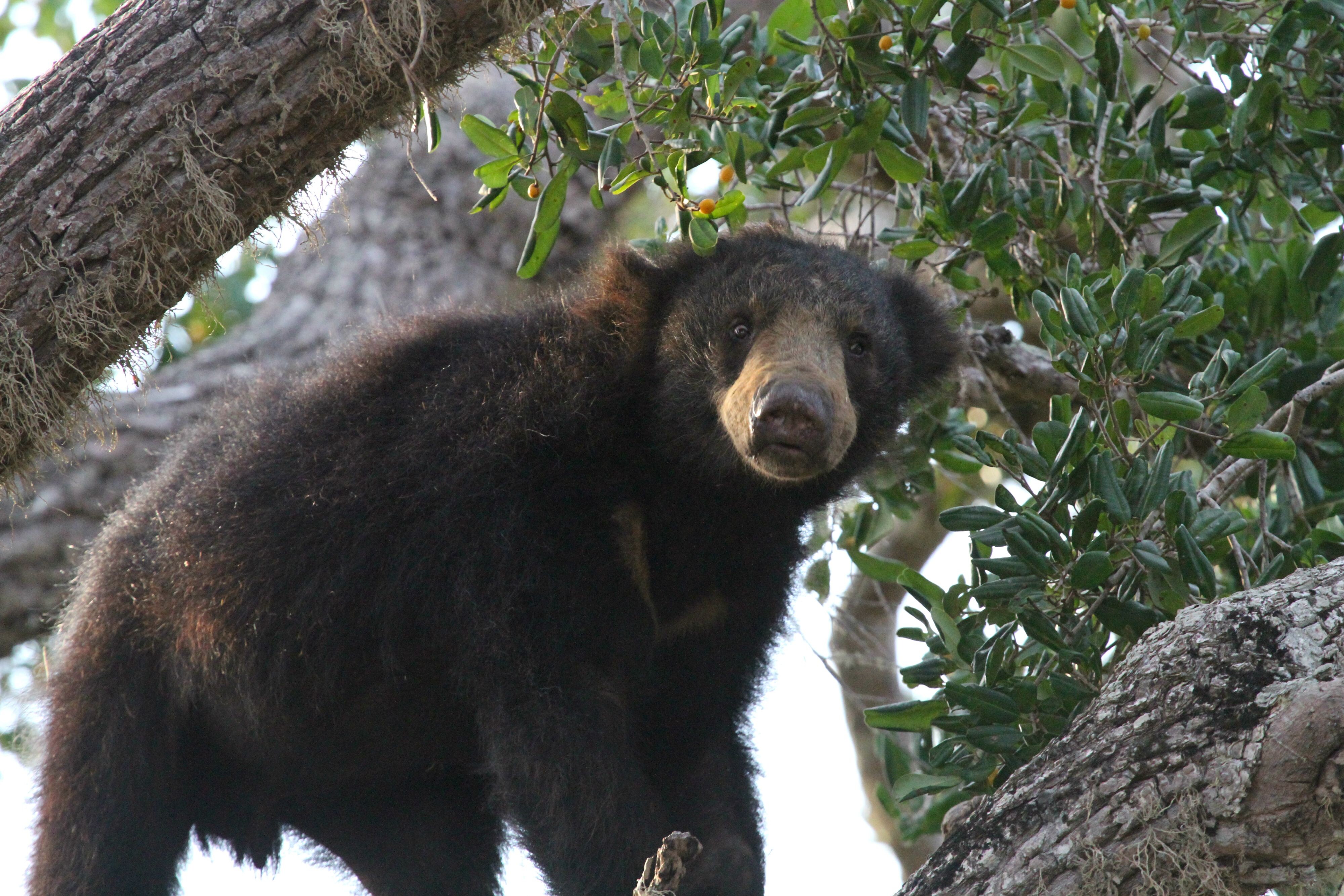Safari tent surrounded by undergrowth